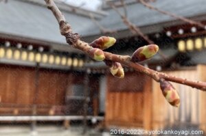 京都河津桜2022