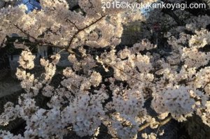 2020年京都の桜
