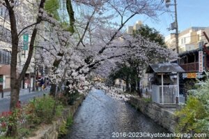 京都桜開花状況2023