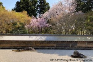 龍安寺の桜2023