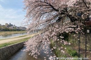 京都桜開花状況2023