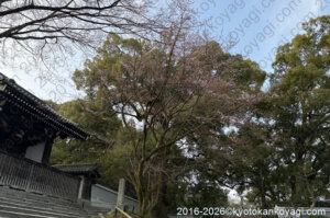 京都桜開花状況2026年3月20日