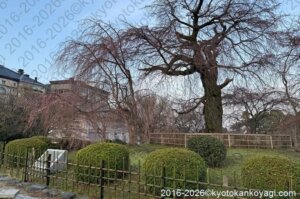 京都桜開花状況2026年3月20日