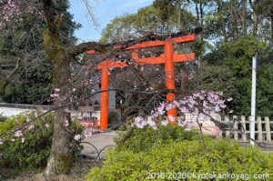 京都桜開花状況2026年3月20日