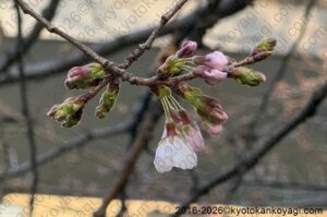 京都桜開花状況2026年3月20日