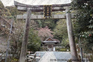京都桜開花状況2026年3月22日