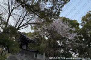 京都桜開花状況2026年3月22日