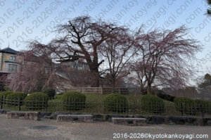 京都桜開花状況2026年3月22日