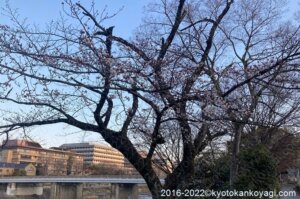 京都桜開花情報2022年