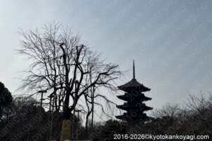 京都桜開花状況2026年3月22日