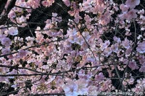 京都桜開花状況2026年3月24日