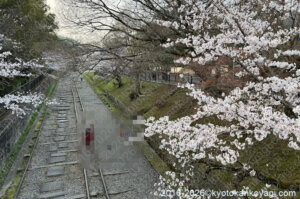 京都桜開花状況2026年3月29日