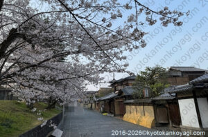京都桜開花状況2026年3月29日