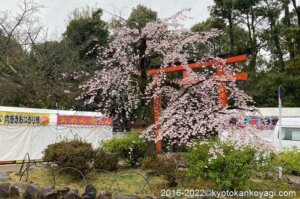 円山公園の桜2022