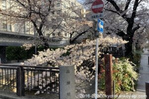 京都桜開花状況2022