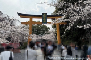 京都桜開花状況2026年3月29日