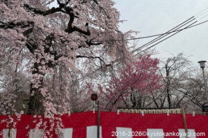 京都桜開花状況2026年3月29日