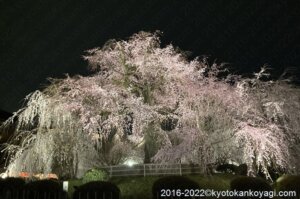 円山公園祇園紅しだれ桜
