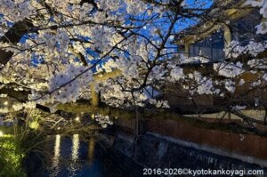 京都桜開花状況2026年3月30日