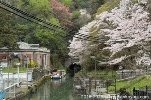 京都桜開花情報4月5日