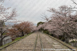 京都桜開花情報4月5日