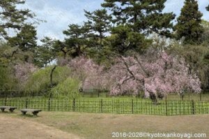 京都桜開花情報4月5日