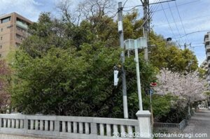 京都河津桜開花状況2026年3月24日