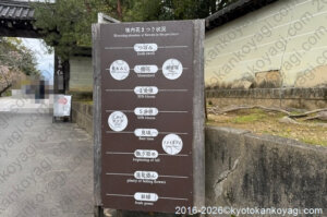 御室桜開花情報4月5日