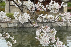 京都桜開花情報4月5日
