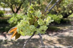 近衛邸跡枝垂桜2026