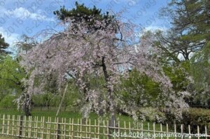 近衛邸跡枝垂桜2026