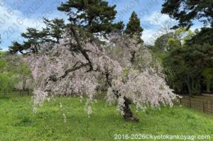 近衛邸跡枝垂桜2026