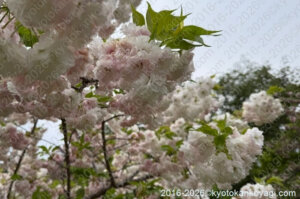 京都桜開花情報4月19日