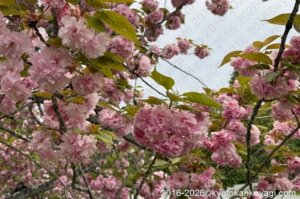 京都桜開花情報4月19日