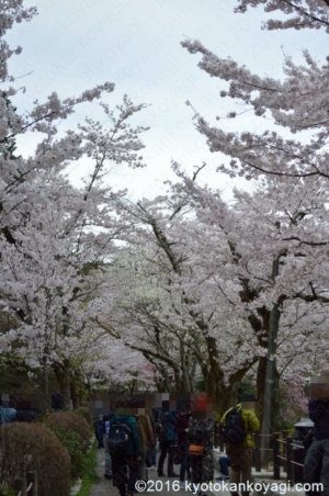 哲学の道の桜