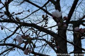 京都桜開花状況2026年3月20日