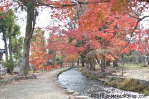 上賀茂神社の紅葉