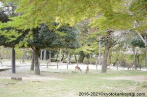 奈良公園の青もみじ