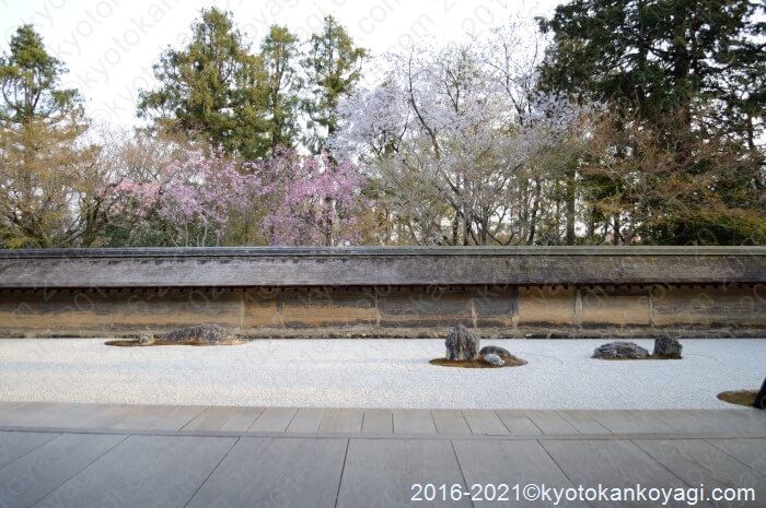 龍安寺石庭の桜