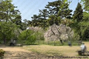 近衛邸跡の桜2025