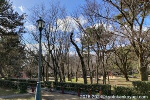 2024年3月京都近衛邸跡桜開花状況