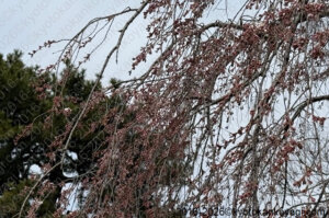 京都近衛邸跡桜開花状況2026年3月15日
