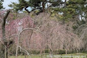 京都近衛邸跡桜開花状況2026年3月15日