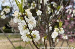 京都近衛邸跡桜開花状況2026年3月15日