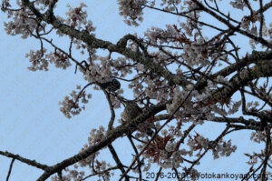 近衛邸跡糸桜開花状況2026年3月21日