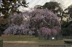 近衛邸跡糸桜開花状況2026年3月21日