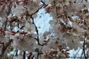 近衛邸跡糸桜開花状況2026年3月21日