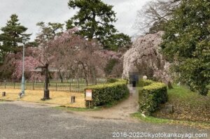 近衛邸跡の桜2022