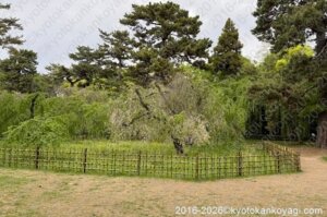 近衛邸跡枝垂桜2026