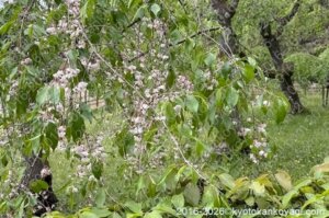 近衛邸跡枝垂桜2026